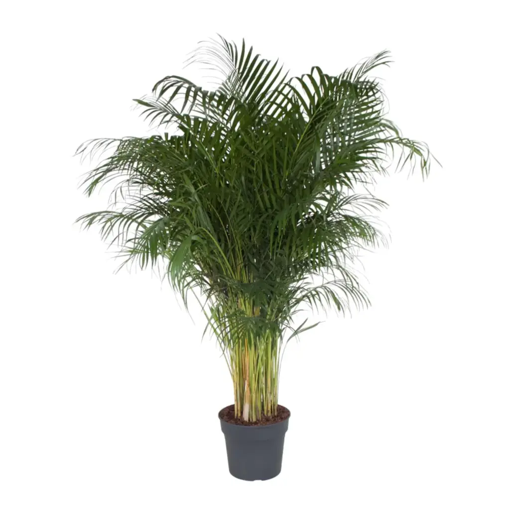 Dypsis Lutescens kamerpalm – Areca palm
