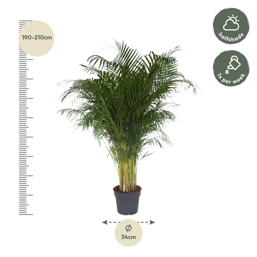 Dypsis Lutescens kamerpalm – Areca palm