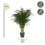 Dypsis Lutescens kamerpalm – Areca palm