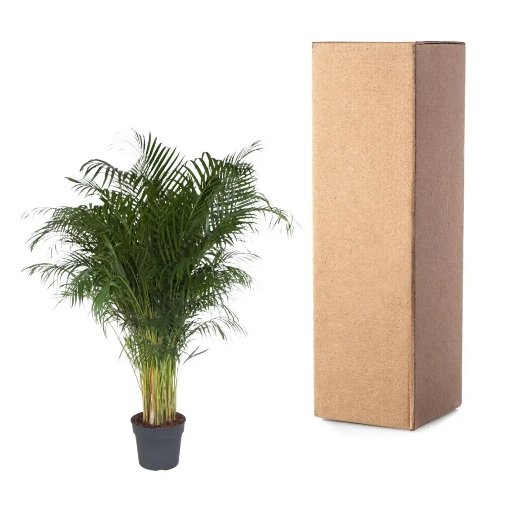 Dypsis Lutescens kamerpalm – Areca palm