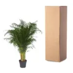 Dypsis Lutescens kamerpalm – Areca palm