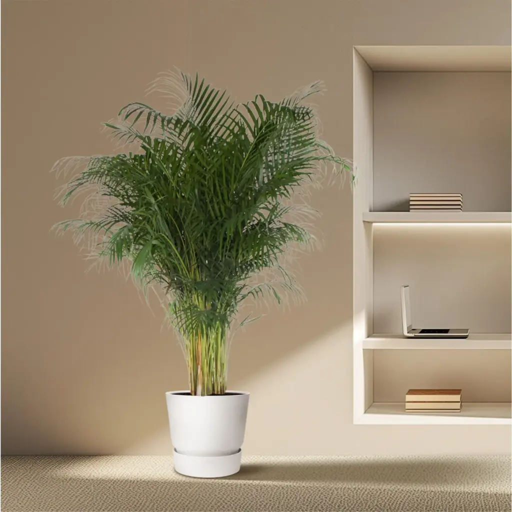 Dypsis Lutescens kamerpalm – Areca palm