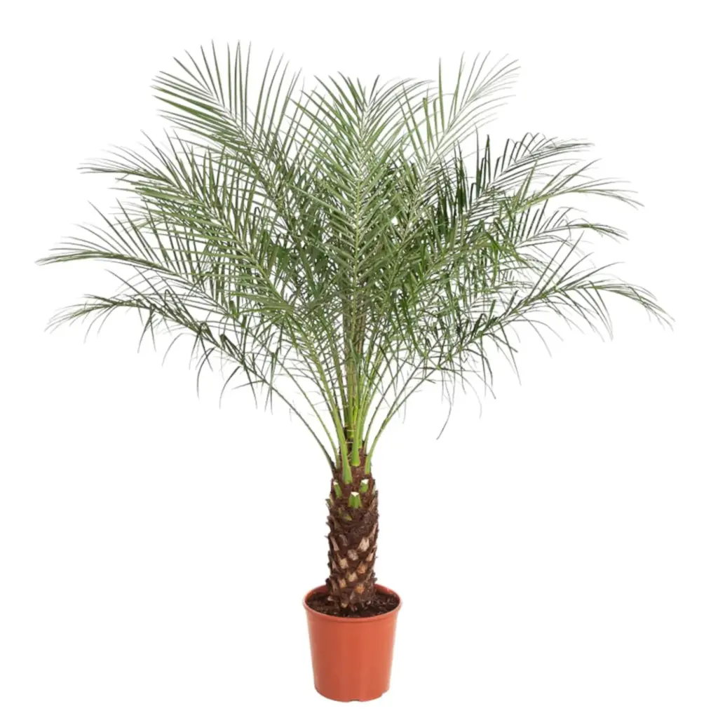 Phoenix Roebelenii dwerpalm – kamerplant