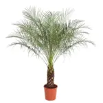 Phoenix Roebelenii dwerpalm – kamerplant