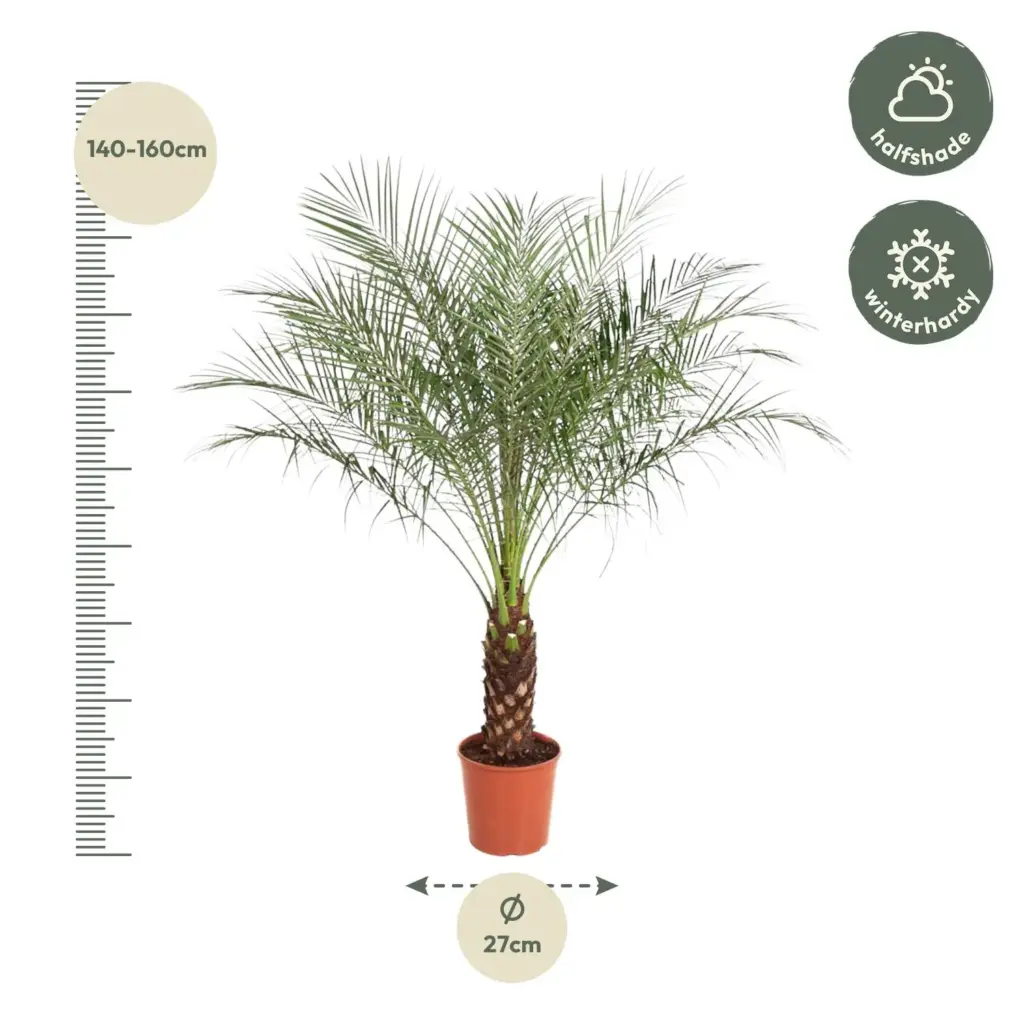 Phoenix Roebelenii dwerpalm – kamerplant