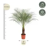 Phoenix Roebelenii dwerpalm – kamerplant