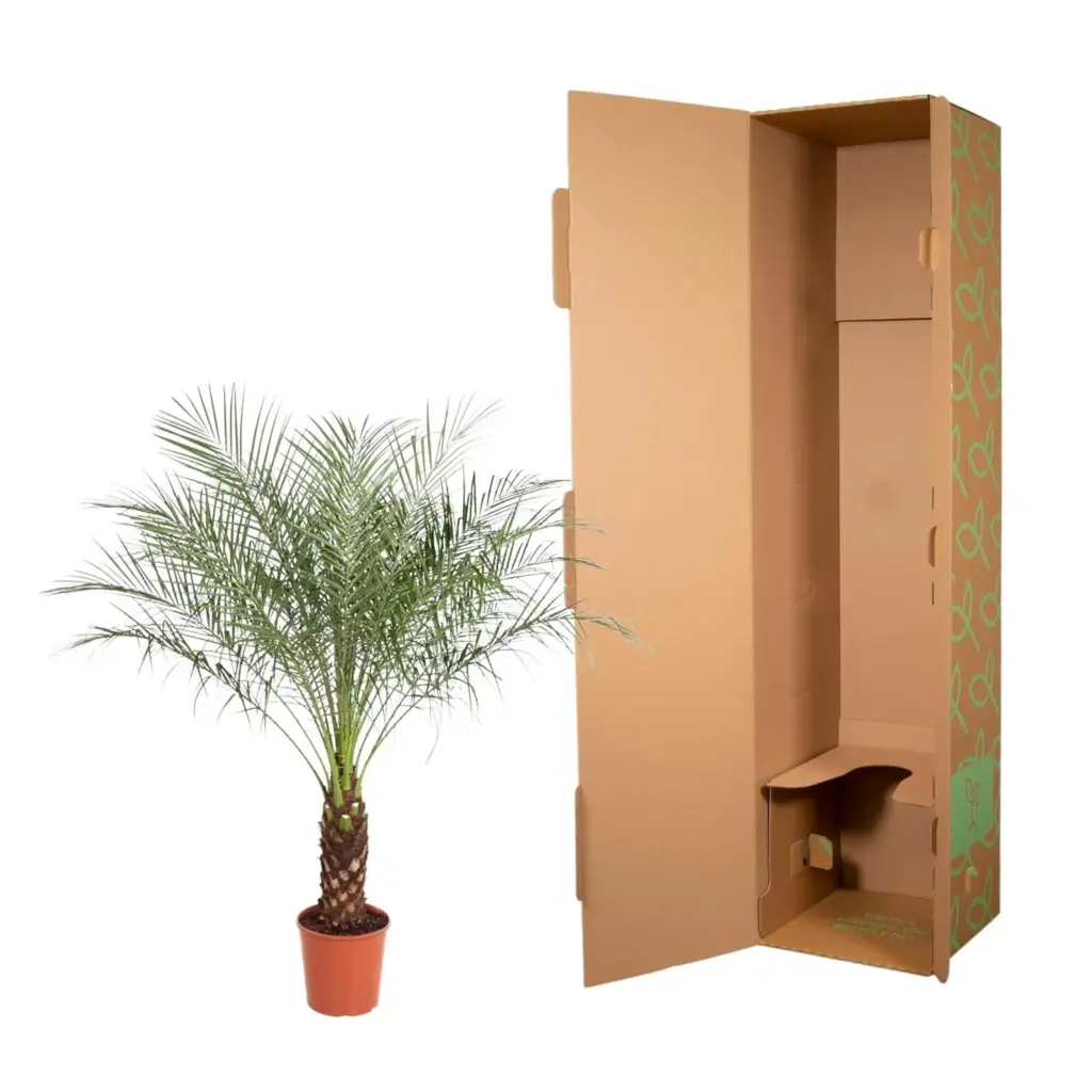 Phoenix Roebelenii dwerpalm – kamerplant