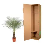 Phoenix Roebelenii dwerpalm – kamerplant