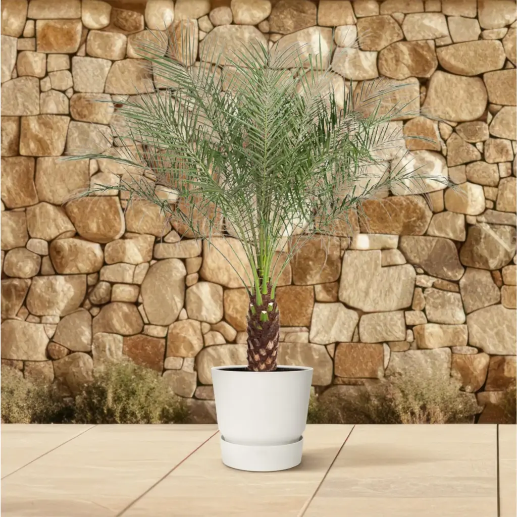 Phoenix Roebelenii dwerpalm – kamerplant