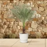 Phoenix Roebelenii dwerpalm – kamerplant