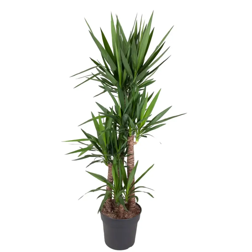 Yucca Elephantipes kamerplant – olifantspootyucca