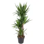 Yucca Elephantipes kamerplant – olifantspootyucca