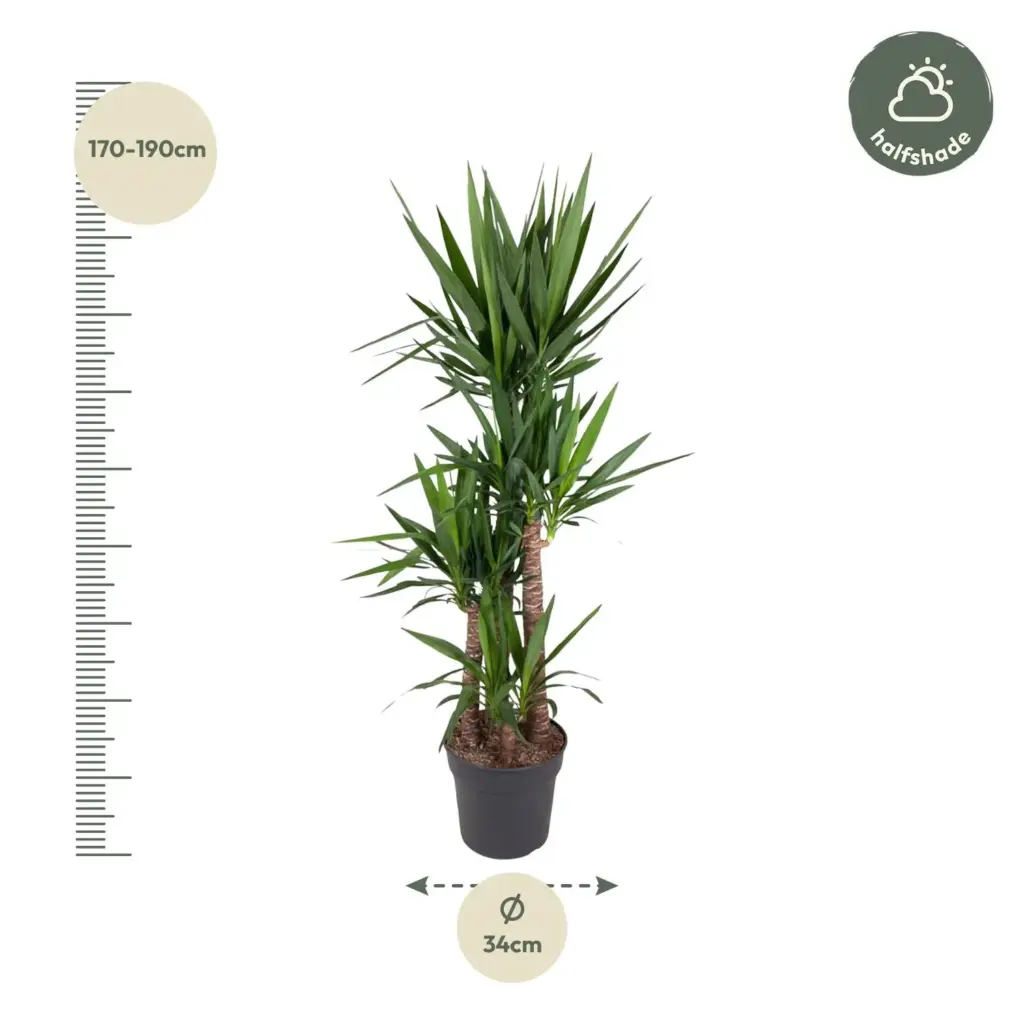 Yucca Elephantipes kamerplant – olifantspootyucca