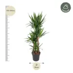 Yucca Elephantipes kamerplant – olifantspootyucca