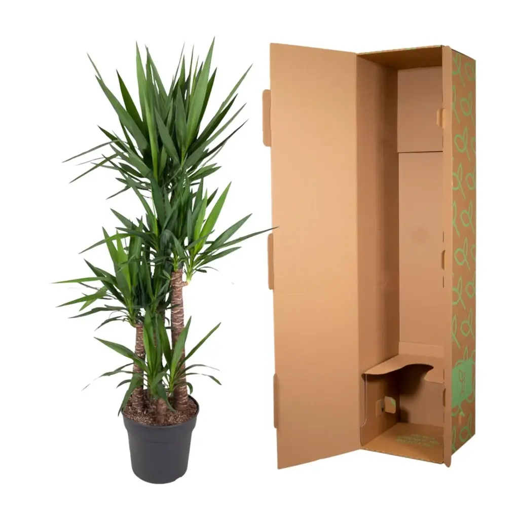 Yucca Elephantipes kamerplant – olifantspootyucca