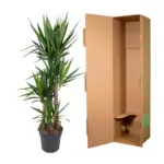 Yucca Elephantipes kamerplant – olifantspootyucca