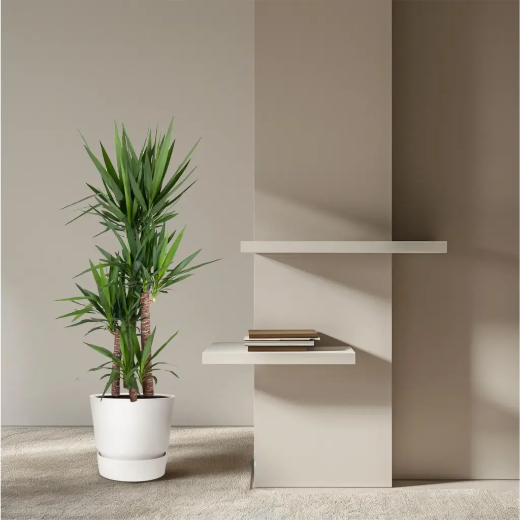Yucca Elephantipes kamerplant – olifantspootyucca