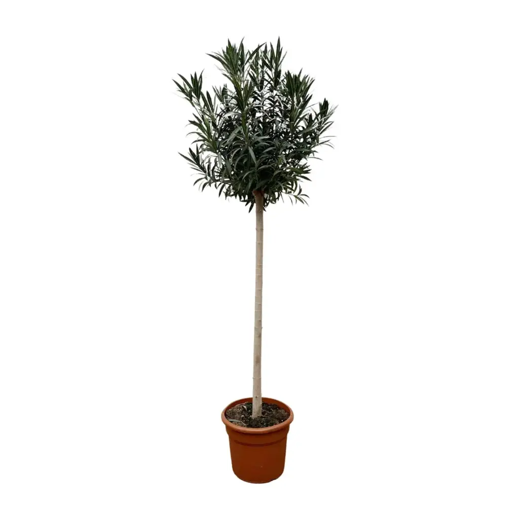 Nerium Oleander op stam met witte bloem – buitenplant