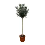 Nerium Oleander op stam met witte bloem – buitenplant