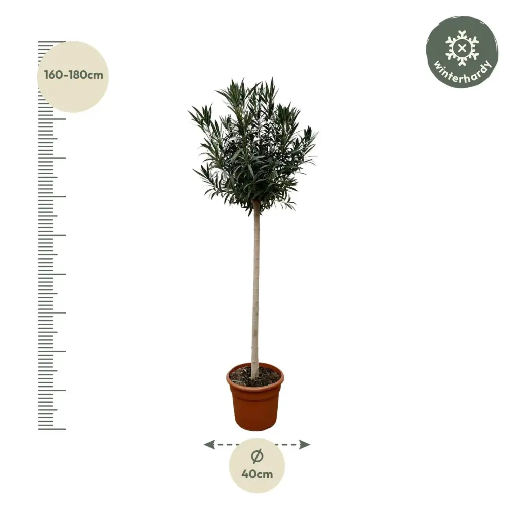 Nerium Oleander op stam met witte bloem – buitenplant
