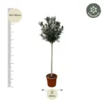 Nerium Oleander op stam met witte bloem – buitenplant