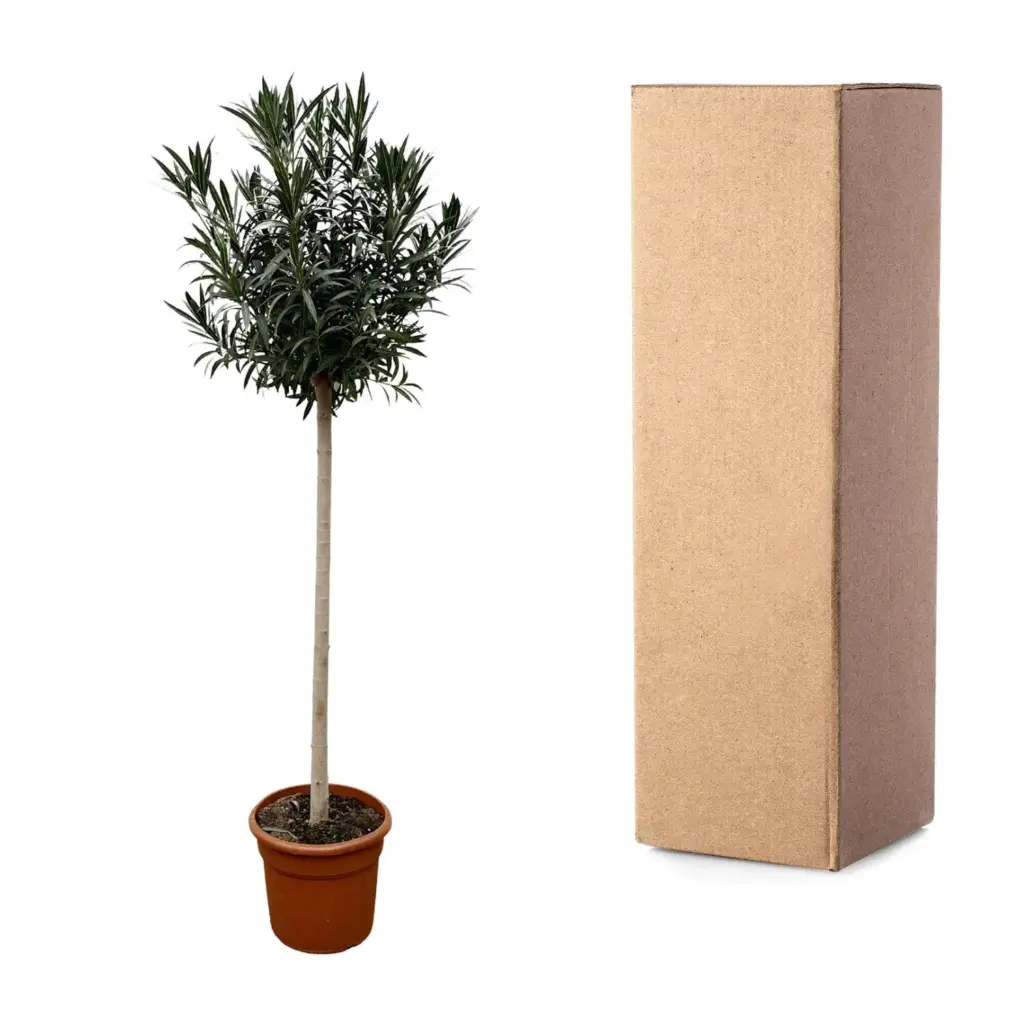 Nerium Oleander op stam met witte bloem – buitenplant