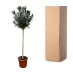 Nerium Oleander op stam met witte bloem – buitenplant