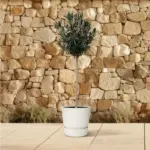 Nerium Oleander op stam met witte bloem – buitenplant