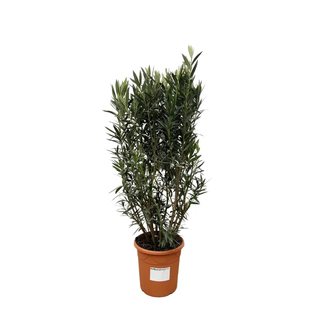 Nerium Oleander struik – buitenplant