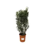 Nerium Oleander struik – buitenplant
