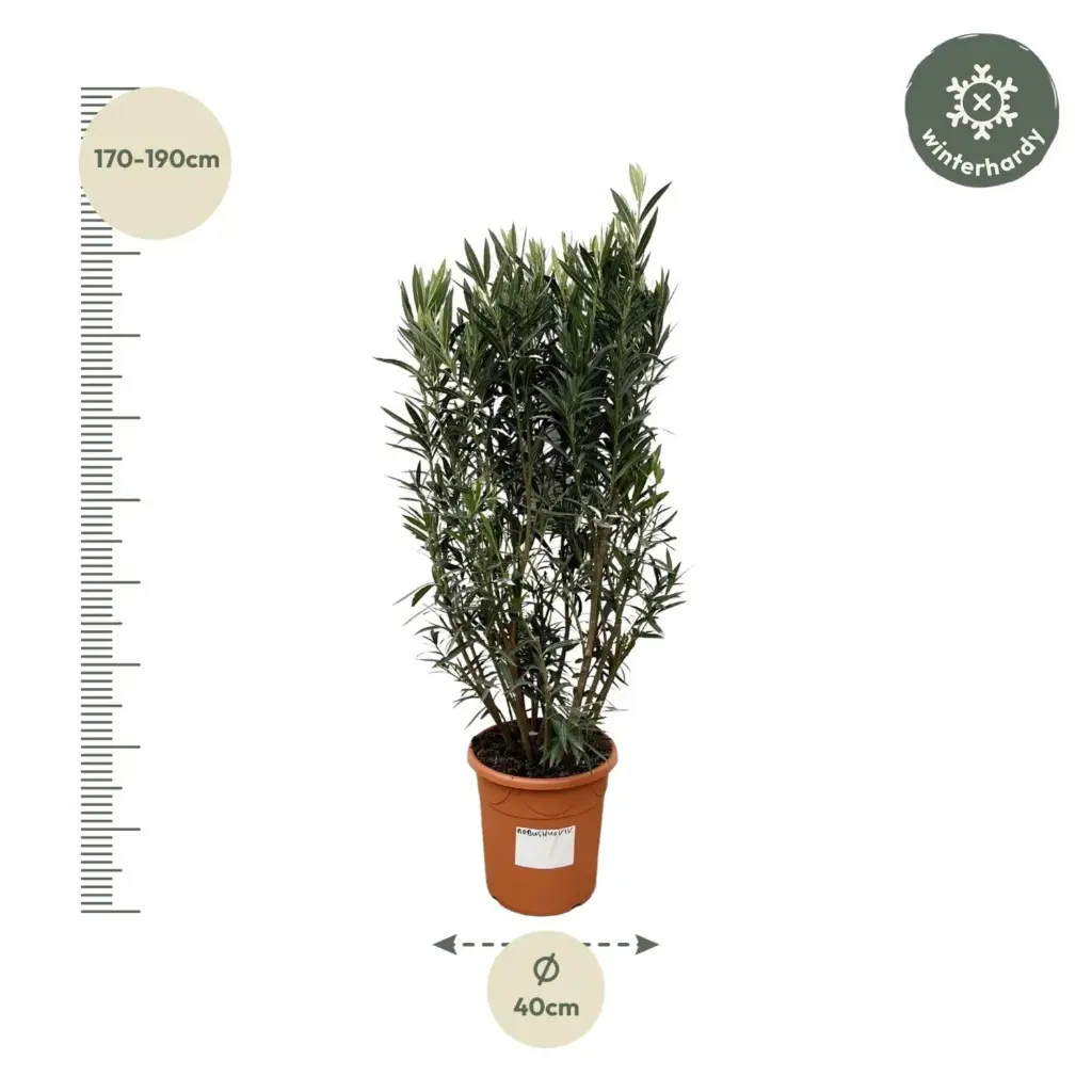 Nerium Oleander struik – buitenplant