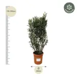Nerium Oleander struik – buitenplant
