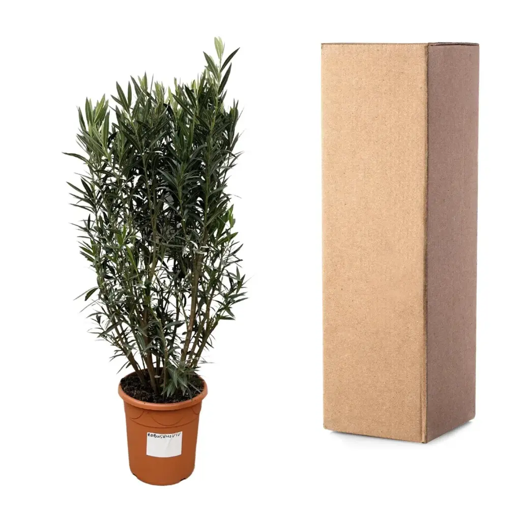 Nerium Oleander struik – buitenplant
