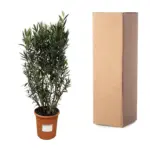 Nerium Oleander struik – buitenplant