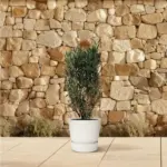 Nerium Oleander struik – buitenplant