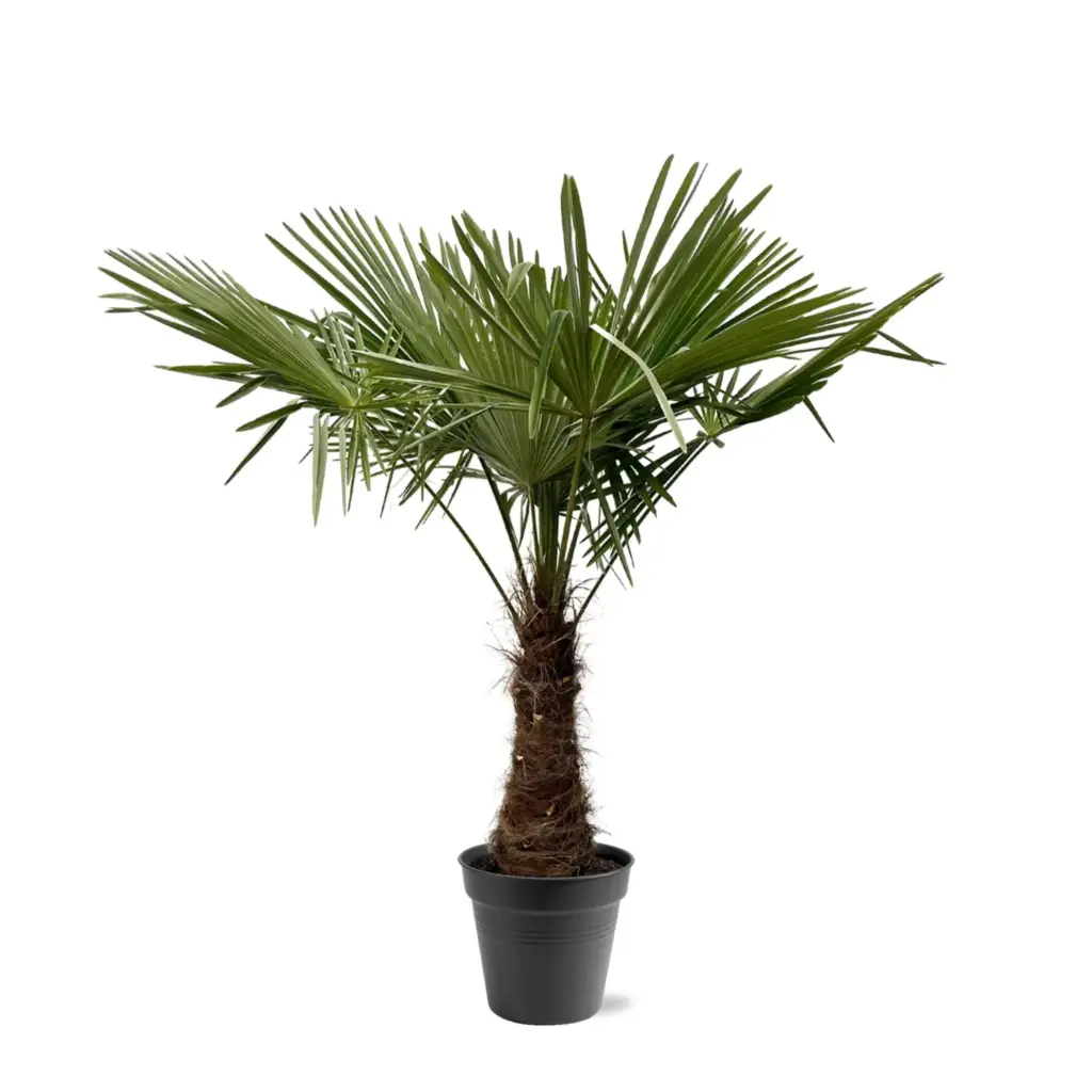 Trachycarpus Fortunei – winterharde palmboom voor buiten