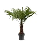 Trachycarpus Fortunei – winterharde palmboom voor buiten