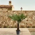 Trachycarpus Fortunei – winterharde palmboom voor buiten