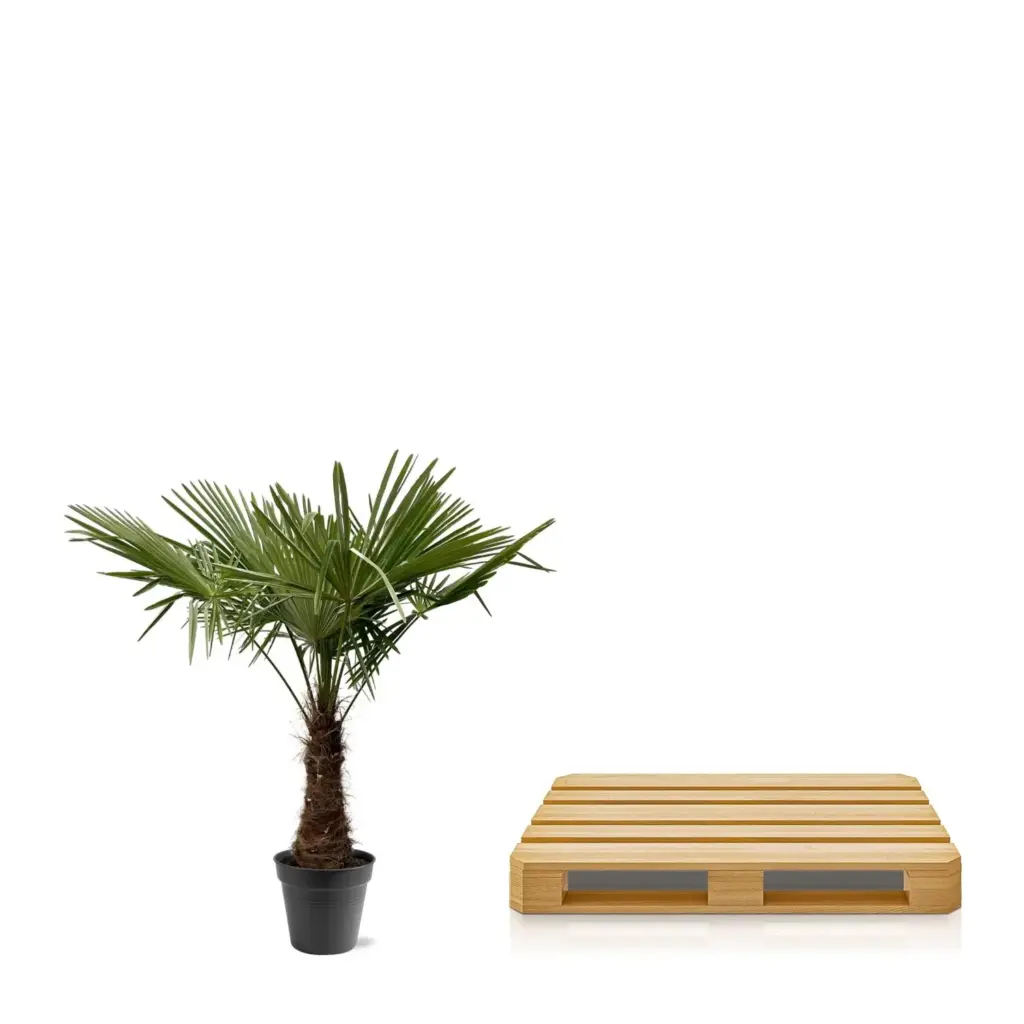 Trachycarpus Fortunei – winterharde palmboom voor buiten