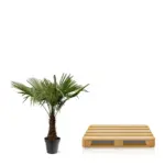 Trachycarpus Fortunei – winterharde palmboom voor buiten