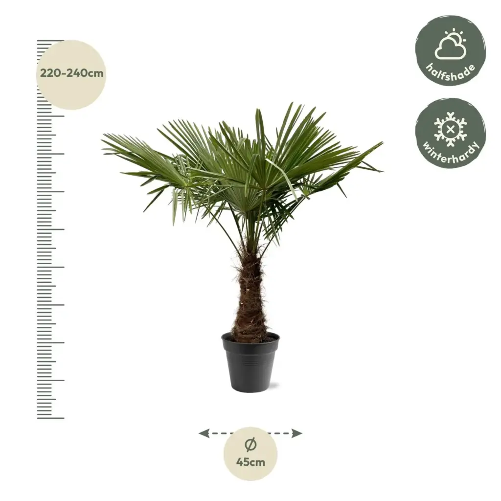 Trachycarpus Fortunei – winterharde palmboom voor buiten