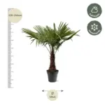 Trachycarpus Fortunei – winterharde palmboom voor buiten