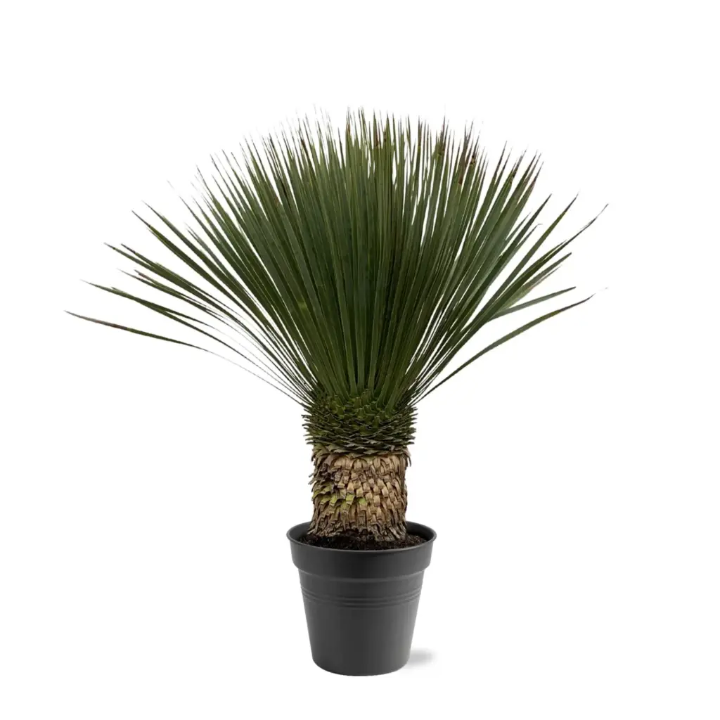 Yucca Rostrata kamerplant en buitenplant
