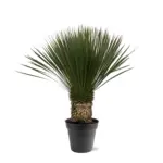 Yucca Rostrata kamerplant en buitenplant