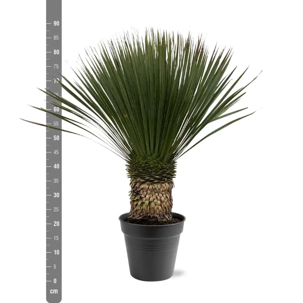 Yucca Rostrata kamerplant en buitenplant