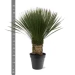 Yucca Rostrata kamerplant en buitenplant