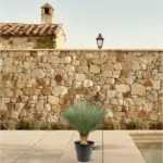Yucca Rostrata kamerplant en buitenplant