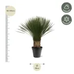 Yucca Rostrata kamerplant en buitenplant