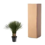 Yucca Rostrata kamerplant en buitenplant