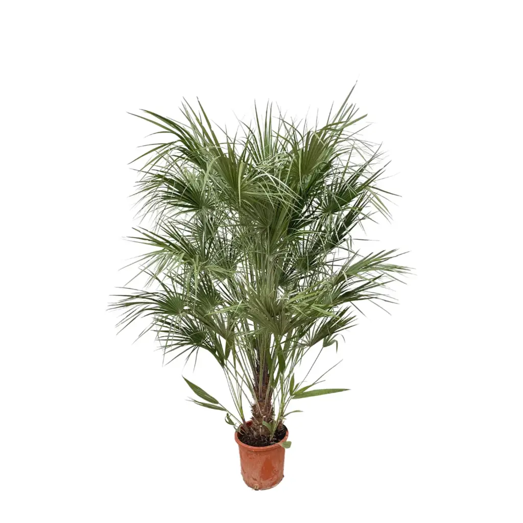 Chamaerops Humilis struik buitenplant